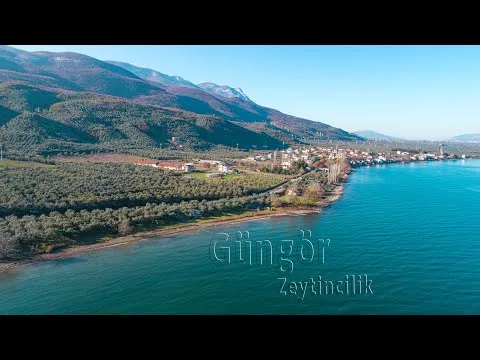 GÜNGÖR ZEYTİN